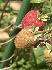 Rubus idaeus