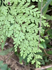 Odontosoria biflora