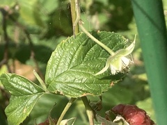 Rubus idaeus