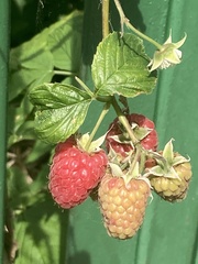 Rubus idaeus