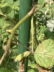 Rubus idaeus