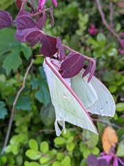 Actias aliena aliena