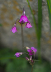 Primula matthioli pekinensis