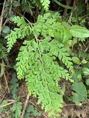 Odontosoria biflora