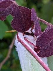 Actias aliena aliena