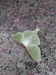 Actias aliena aliena