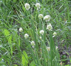 Allium ascalonicum