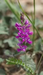 Oxytropis coerulea