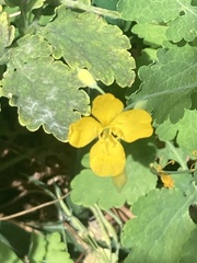 Chelidonium majus