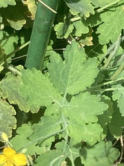 Chelidonium majus