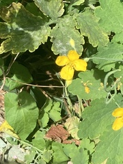 Chelidonium majus