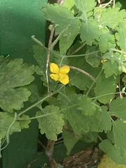 Chelidonium majus