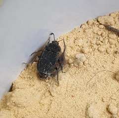 Thanatophilus rugosus