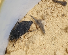 Thanatophilus rugosus