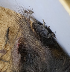 Thanatophilus rugosus