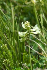 Astragalus hancockii