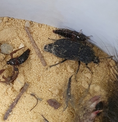 Thanatophilus rugosus