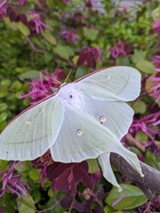 Actias aliena aliena