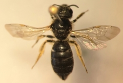Halictus