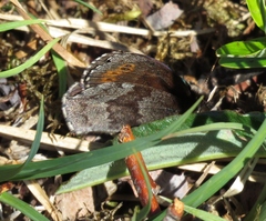 Erebia disa