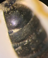 Halictus