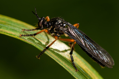 Dioctria oelandica