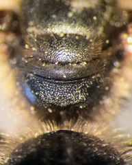 Halictus