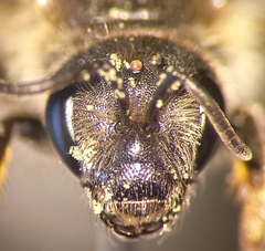 Halictus