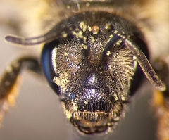 Halictus