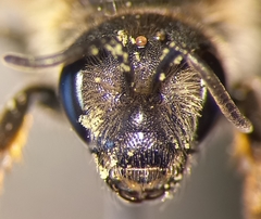 Halictus