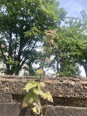 Urtica dioica