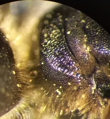 Halictus