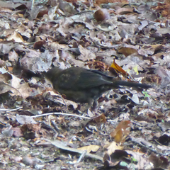 Turdus merula