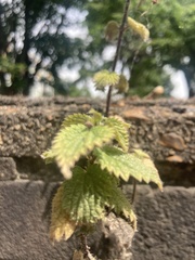 Urtica dioica
