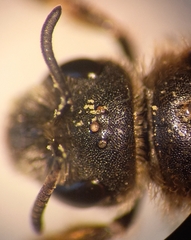 Halictus