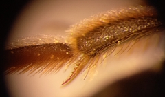 Halictus