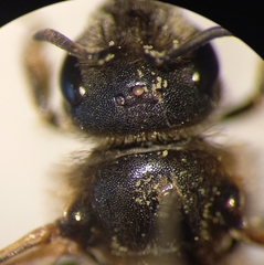 Halictus