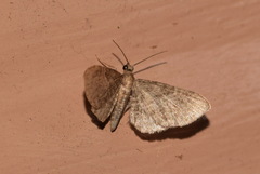 Eupithecia haworthiata