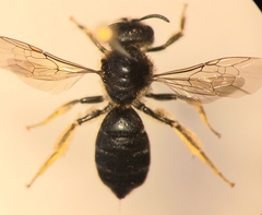 Halictus