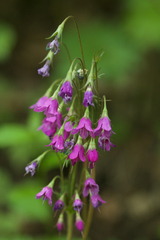 Primula matthioli pekinensis