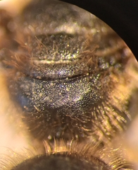 Halictus