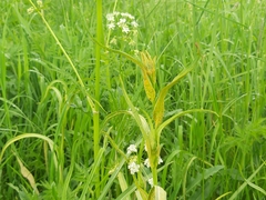 Puccinia hysterium