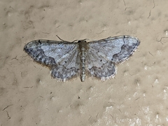 Idaea efflorata