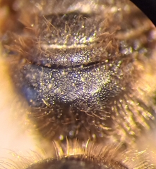 Halictus