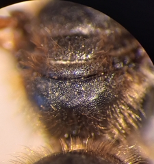 Halictus
