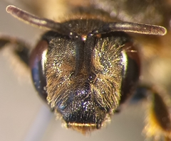 Halictus