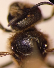 Halictus