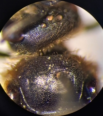 Halictus