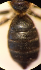 Halictus