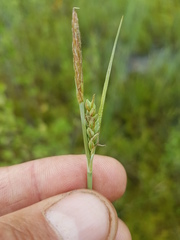 Carex livida